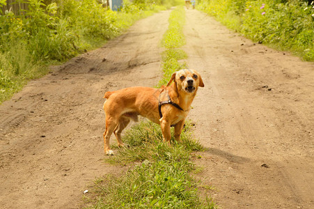 愤怒的小红狗站在路边在夏日户外图片