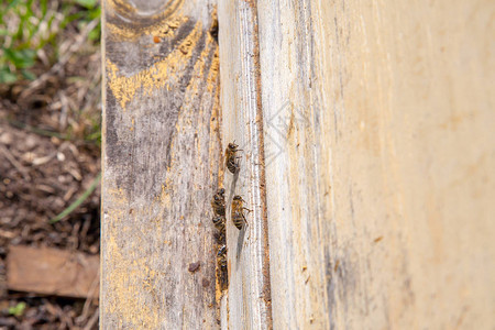 蜂箱的框架养蜂场老蜂箱入口处的大量蜜蜂忙碌的蜜蜂图片