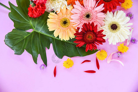 新鲜的春夏花框组成热带植物非洲菊花五颜六色的花朵图片