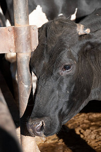 Holstein黑头奶牛在自由风格的松饼谷仓图片