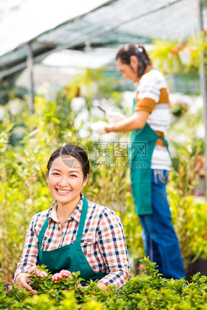 快乐的越南女人在橘园里刨花图片