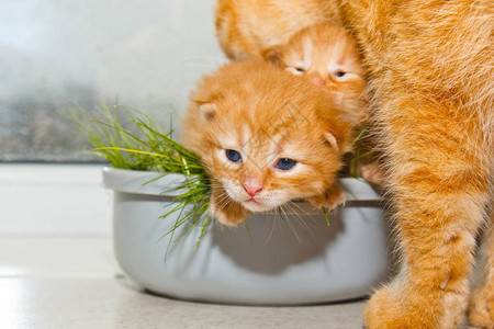 红色新生小猫坐在白色桌子上的碗里小盲宠物关闭猫妈拿图片