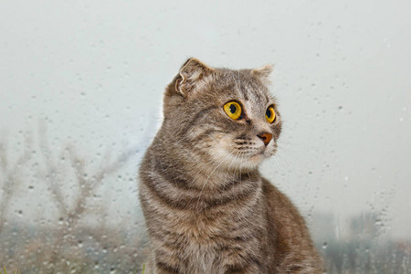 坐在窗台上的苏格兰猫在雨天的背景下图片