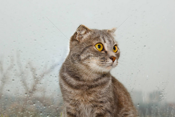 坐在窗台上的苏格兰猫在雨天的背景下图片