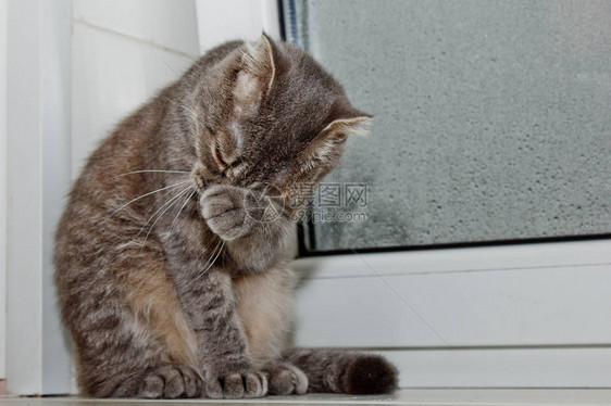 坐在窗台上的苏格兰猫在雨天的背景下图片