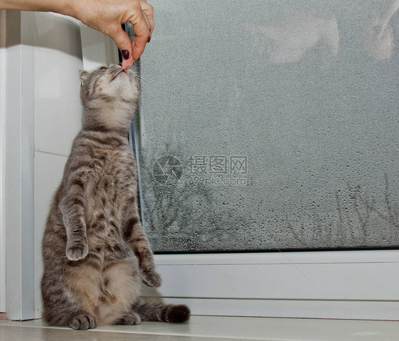 坐在窗台上的苏格兰猫在雨天的背景下图片