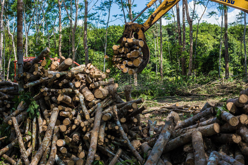 用机器在林中砍木树Lu高清图片下载-正版图片506073597-摄图网