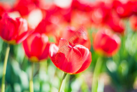 有许多美丽的红色郁金香在花园的花朵中出现图片