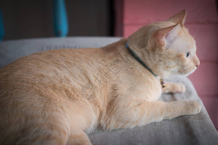 橙色猫儿找东西看关上好玩猫咪图片