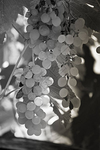 柚子黑白相间的葡萄背景