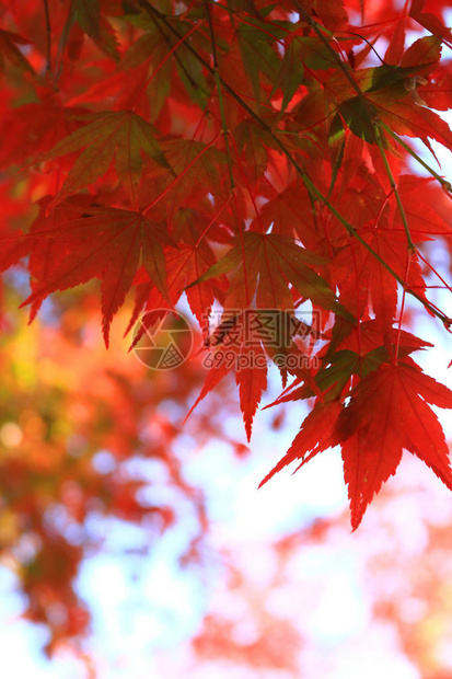 秋天变红的日本枫树景色图片