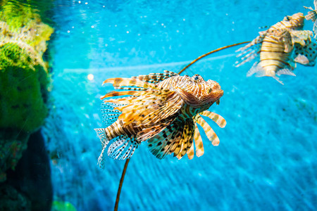 有珊瑚礁的水族馆里有丰富图片