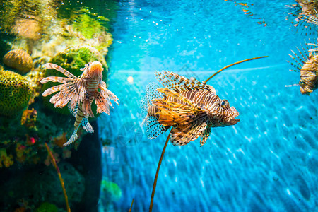 有珊瑚礁的水族馆里有丰富图片