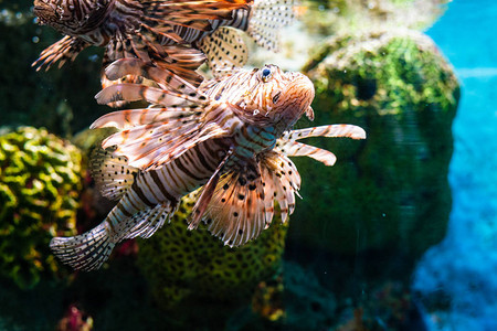 有珊瑚礁的水族馆里有丰富图片