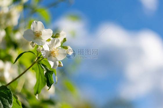 Philadelphus花朵生机勃图片