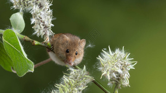 具有中绿色自然背景的白花叶上可爱的收获鼠micromysm图片