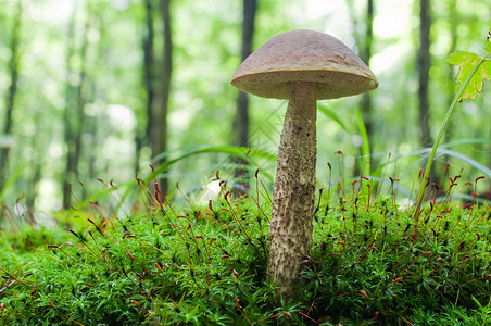 食用棕色蘑菇Leccinum图片