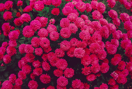 美丽的花朵背景的crimsonchrysan图片
