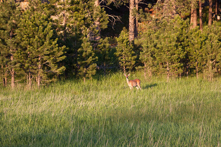 在南达科他州的松树林边上一只雌鹿站在下午图片