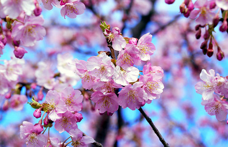 樱花桃树日本图片
