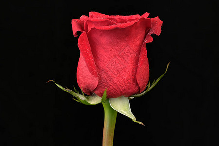红玫瑰芽图片