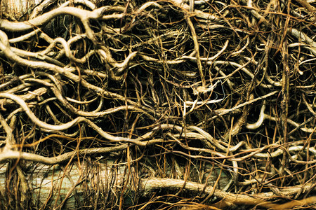 树根在丛林中的棕榈树上有趣的纹理背景图片素材