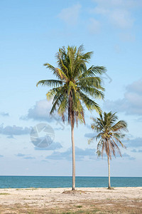 海滩边的椰子树在图片