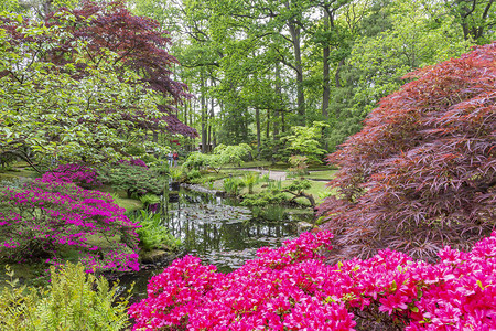 海牙Clingendael公园日本花园的一个池塘图片