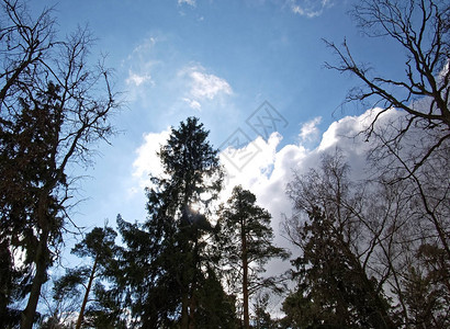 冬天的fir树在图片
