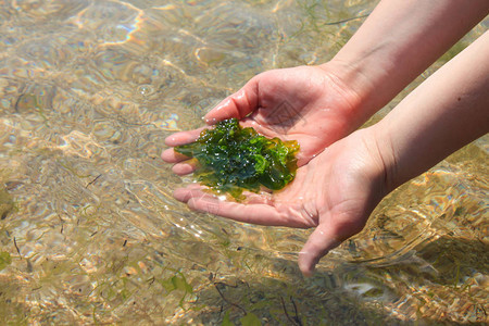 年轻女子手里拿着新鲜的绿色海带藻在海水背景上握在手中早餐午晚生的图片