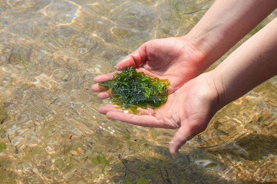 年轻女子手里拿着新鲜的绿色海带藻在海水背景上握在手中早餐午晚生的图片