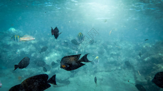 珊瑚礁鱼类在海洋中游离沙海底的近水图片