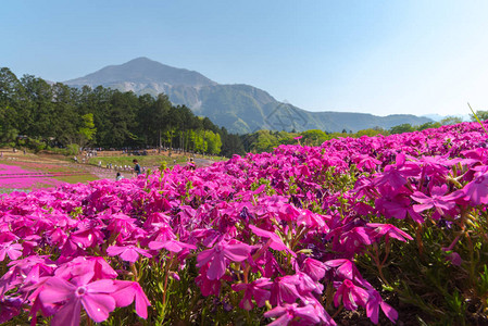 日本埼玉县秩父市以武科山为背景的羊山公园春季色彩斑斓的芝樱福禄考粉苔图片