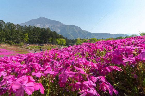 日本埼玉县秩父市以武科山为背景的羊山公园春季色彩斑斓的芝樱福禄考粉苔图片