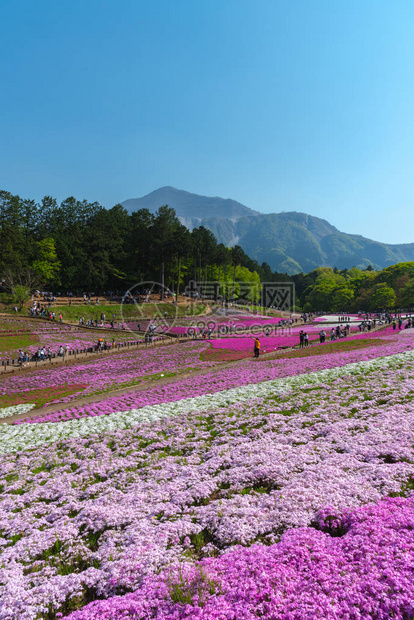 日本埼玉县秩父市以武科山为背景的羊山公园春季色彩斑斓的芝樱福禄考粉苔图片