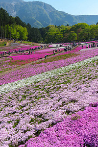 日本埼玉县秩父市以武科山为背景的羊山公园春季色彩斑斓的芝樱福禄考粉苔背景图片