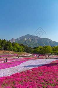 日本埼玉县秩父市以武科山为背景的羊山公园春季色彩斑斓的芝樱福禄考粉苔图片