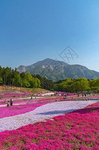 日本埼玉县秩父市以武科山为背景的羊山公园春季色彩斑斓的芝樱福禄考粉苔背景图片