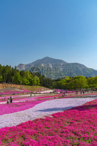 日本埼玉县秩父市以武科山为背景的羊山公园春季色彩斑斓的芝樱福禄考粉苔图片