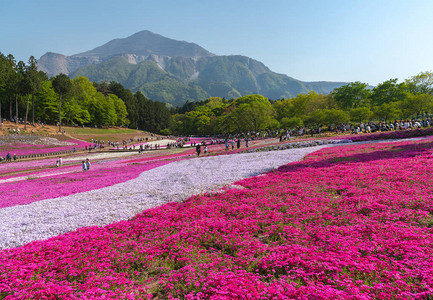 日本埼玉县秩父市以武科山为背景的羊山公园春季色彩斑斓的芝樱福禄考粉苔背景图片