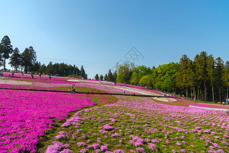 日本埼玉县秩父市以武科山为背景的羊山公园春季色彩斑斓的芝樱福禄考粉苔背景图片