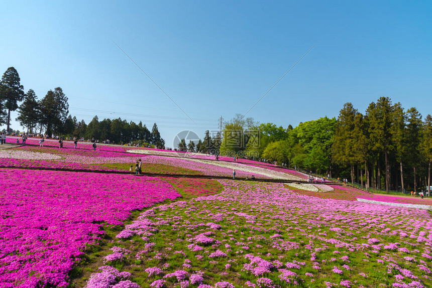 日本埼玉县秩父市以武科山为背景的羊山公园春季色彩斑斓的芝樱福禄考粉苔图片