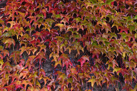 秋季多色叶背景中波士顿常春藤红叶覆盖的墙壁的特写图片