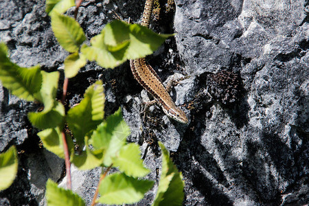 小棕色蜥蜴在植物图片
