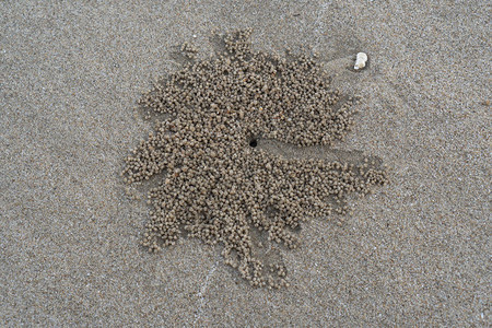 角眼鬼蟹或八爪鱼栖息地在海边白沙上的浮沟图片