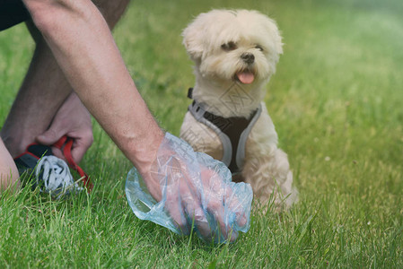 主人用塑料袋清理狗图片