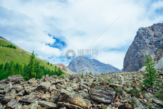 高地的针叶树石山上的落叶松树美妙的巨大落基山脉山脉巨大的岩石山地植物群针叶林雄伟的大自然令人惊叹的图片