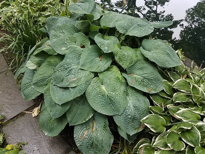 绿叶和水滴的玉簪植物图片