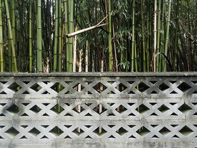 有竹树或森林或树林的灰色水泥墙图片