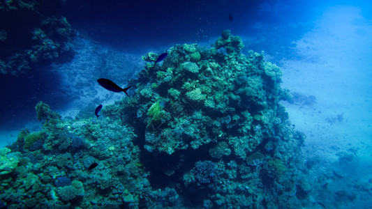 丰富多彩的珊瑚礁和许多热带游泳鱼类的美丽水图片